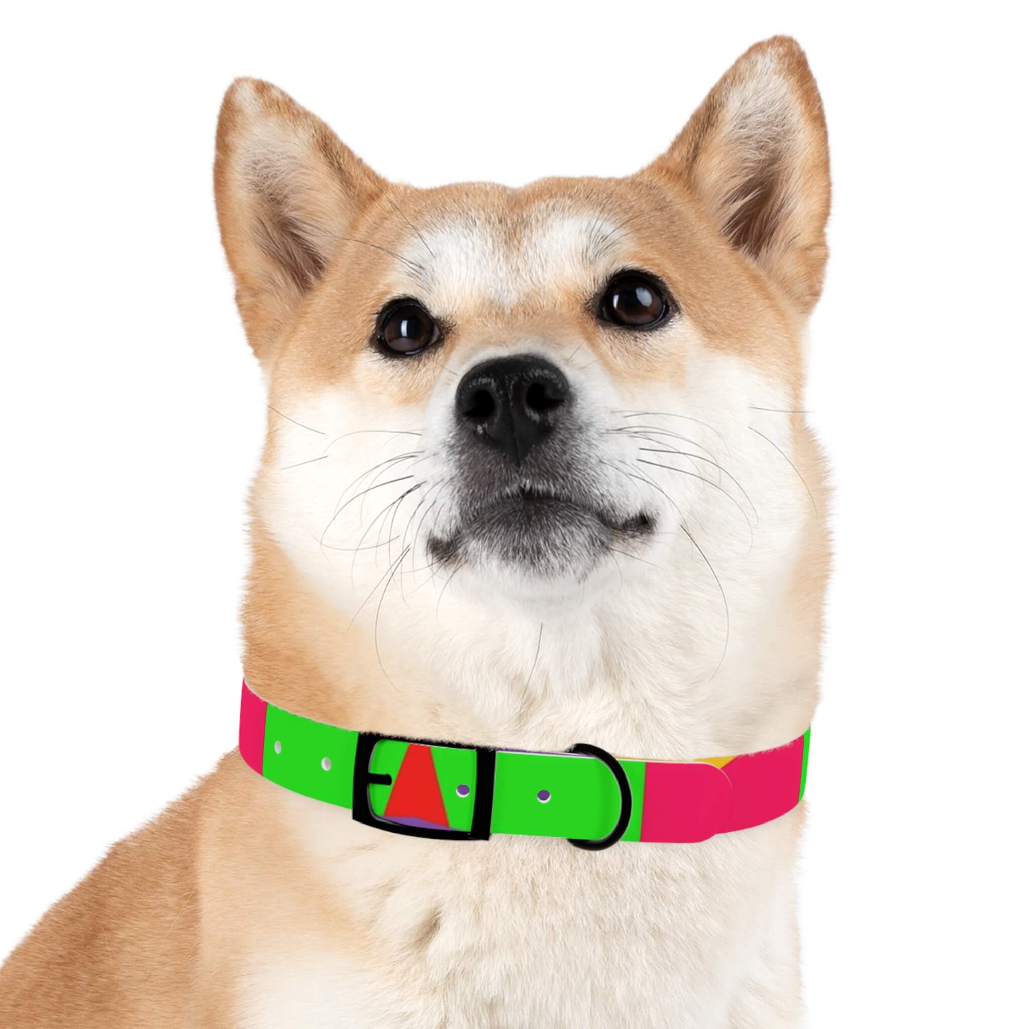 A dog wearing a multicolor dog collar