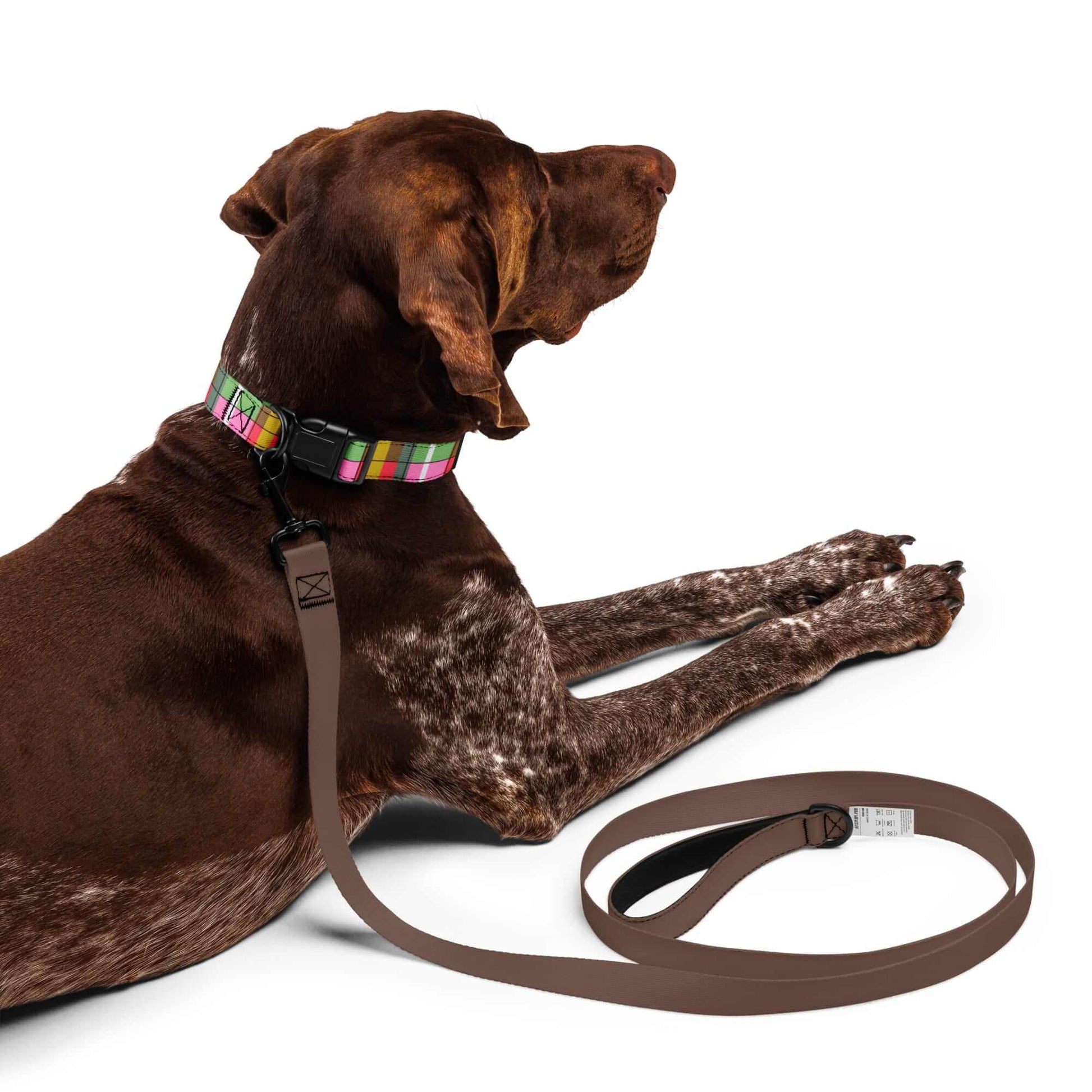 Brown dog with a colorful plaid dog collar and brown leash