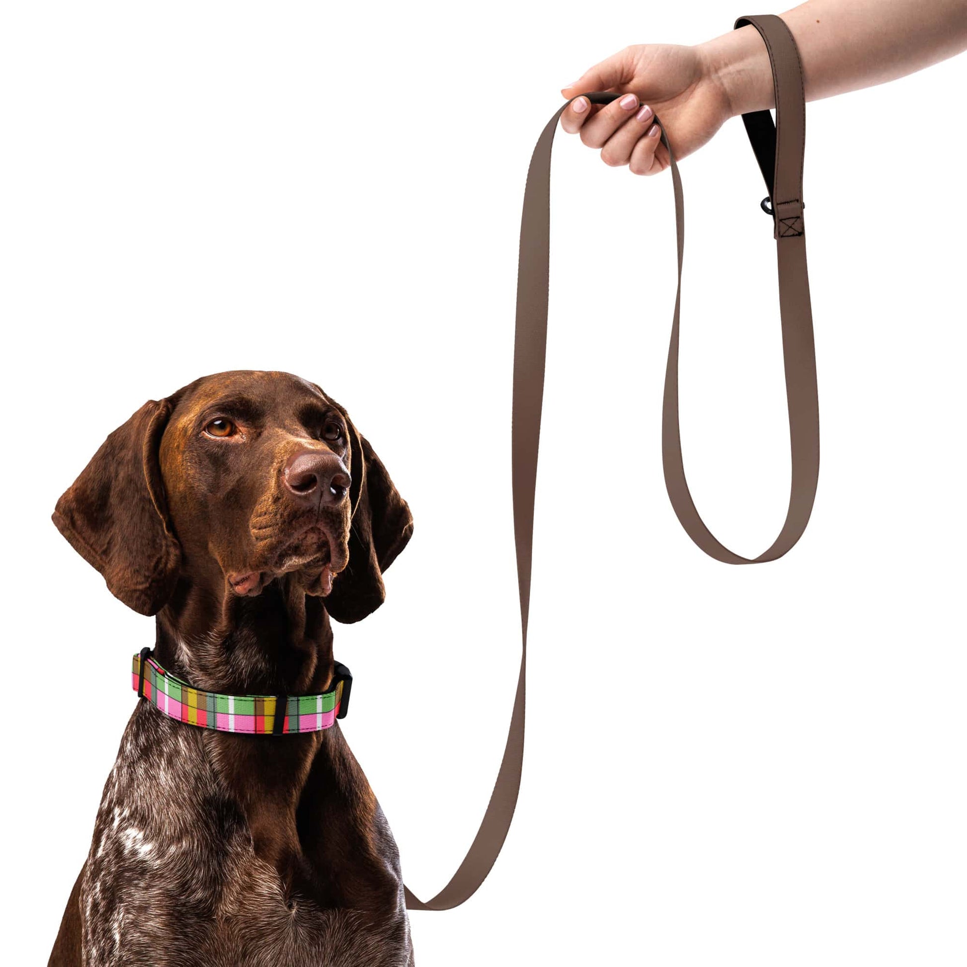 Dog wearing a colorful plaid dog collar with a brown leash held by a person