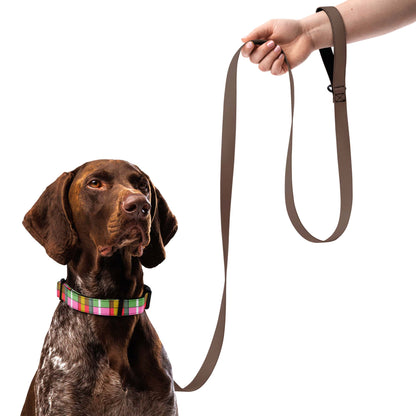 Dog wearing a colorful plaid dog collar with a brown leash held by a person