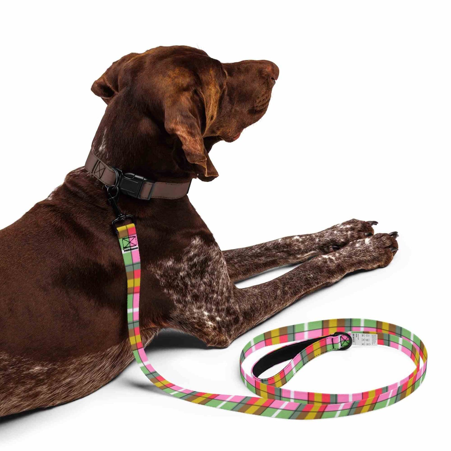 Brown dog with a colorful plaid dog leash