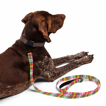 Brown dog with a colorful plaid dog leash