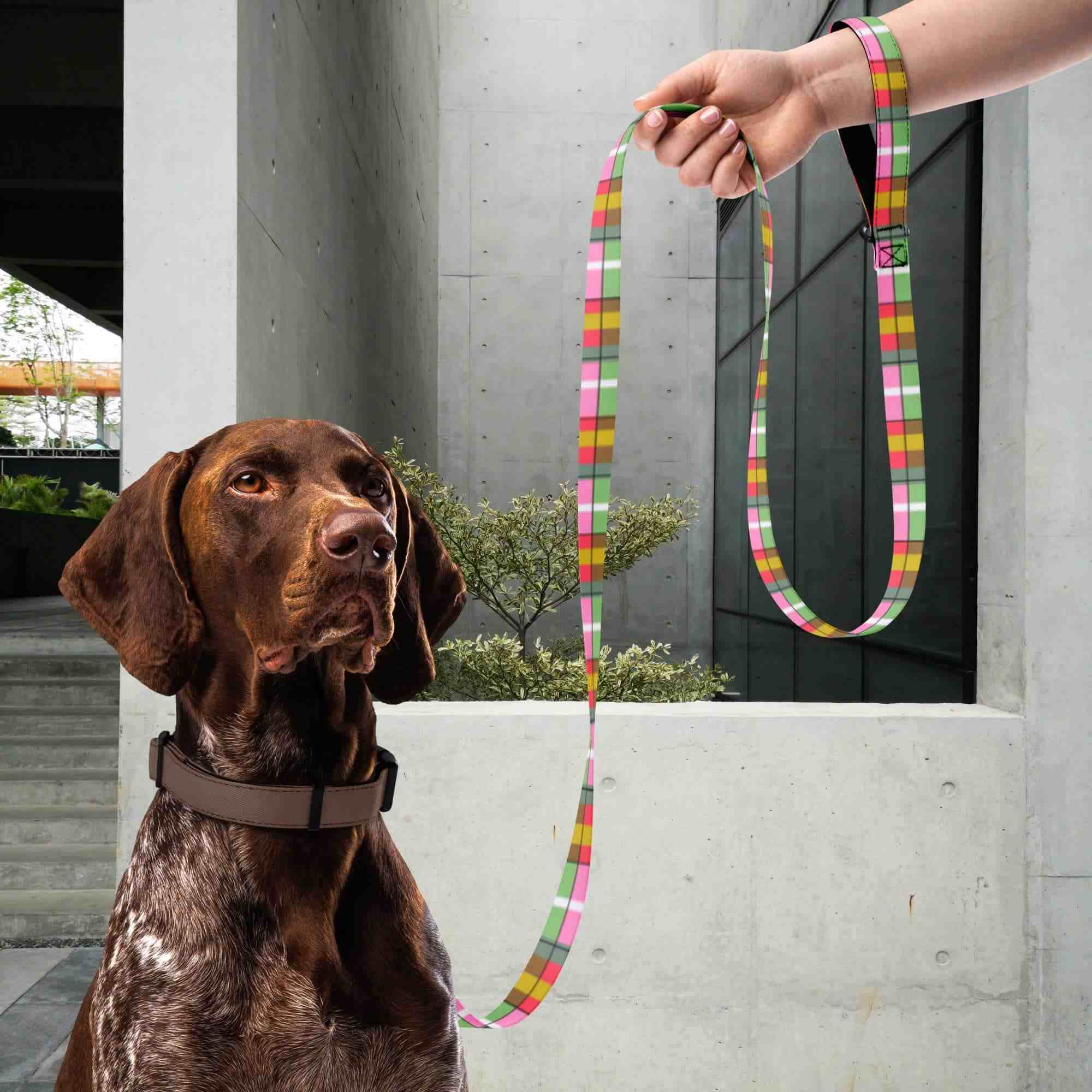 A dog with a colorful trendy dog leash held by a person outdoors
